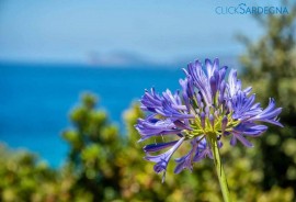 Villa Juliette con vista spettacolare ridosso del mare, Italia, Provincia di Sassari