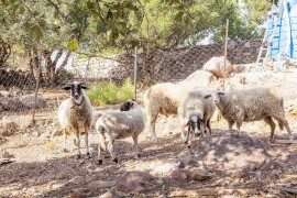 Camera per 2 Persone ca. 23 qm in Ayvacık, Anatolia (Troas), Ayvacik, Regione di Marmara