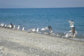 2 km dalla spiaggia e dal fiume: AC, WiFi, Parcheggio, Balcone e Congelatore