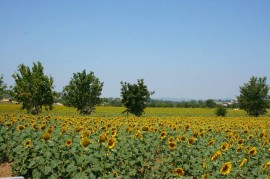 Il Viaggiolo, Italy, Foiano della Chiana, Provincia di Arezzo