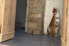 Casa d'epoca nel centro storico Basilicata Puglia, Italia, Irsina, Provincia di Matera