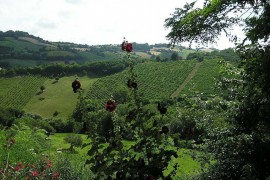 Quietly situated vacation home with pool for 12-14 pers., Italy, Cupramontana, Provincia di Ancona